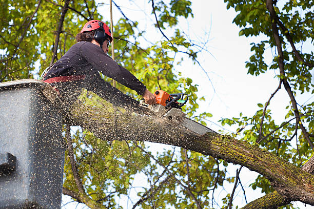 Best Tree Planting  in USA